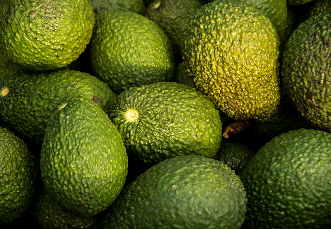 avocados, harvest, fruit, organic, healthy, hass avocado, persea americana, avocados, avocados, avocados, avocados, avocados, fruit, fruit, fruit