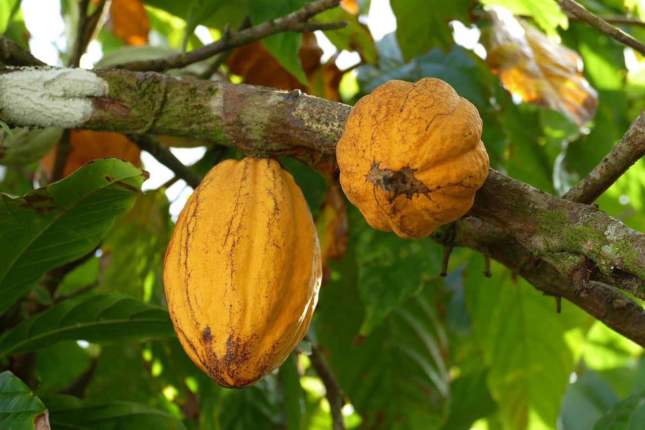 martinique, caribbean, island, france, overseas, cocoa, fruit, plant, cocoa fruit, exotic, martinique, cocoa, nature, cocoa, cocoa, cocoa, cocoa, cocoa fruit